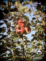 /album/tras-el-objetivo/dsc00127-jpg/