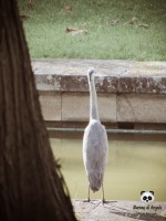 /album/tras-el-objetivo/dsc00335-jpg/