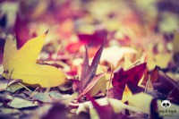 /album/tras-el-objetivo/dsc-0017-jpg/