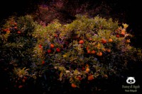 /album/tras-el-objetivo/dsc-0449-jpg/