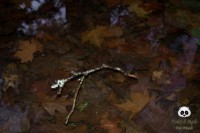 /album/tras-el-objetivo/dsc-0503-jpg/